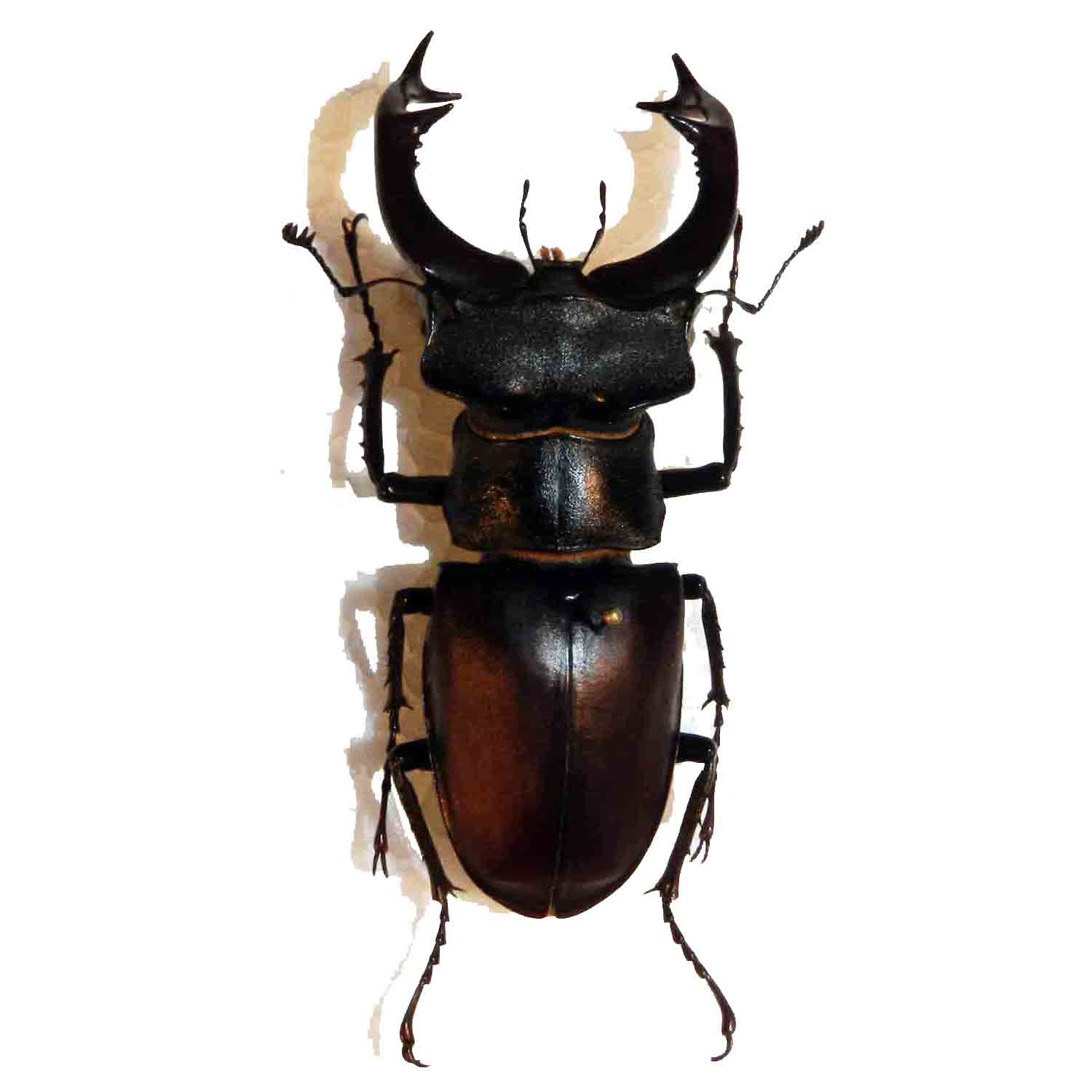 The Flying Stag Beetle (Coleoptera lucanidae) - Art Books